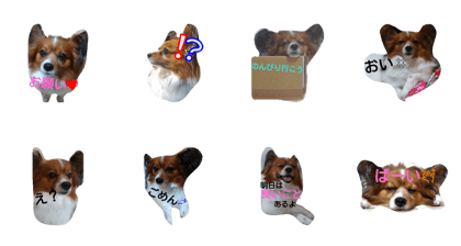 Prince Dog