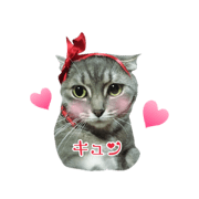 Scottish Fold "Fu-chan"