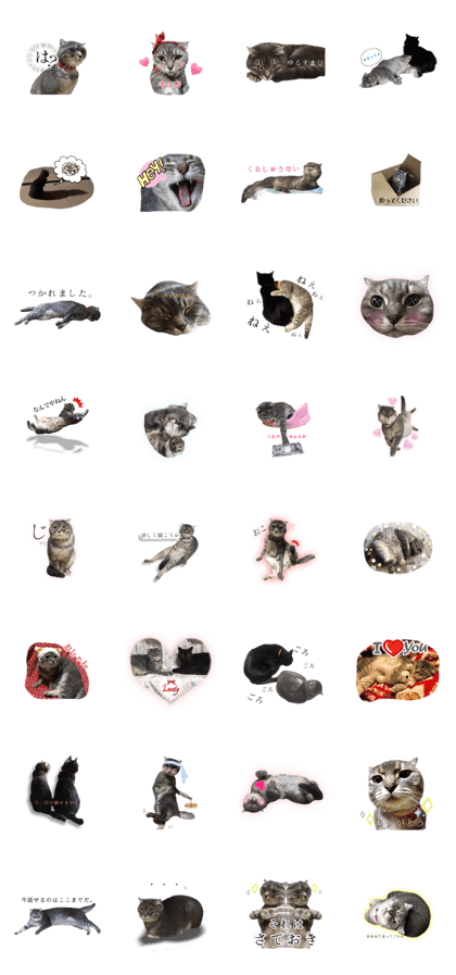 Scottish Fold "Fu-chan"