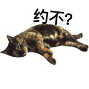 Cat Magic