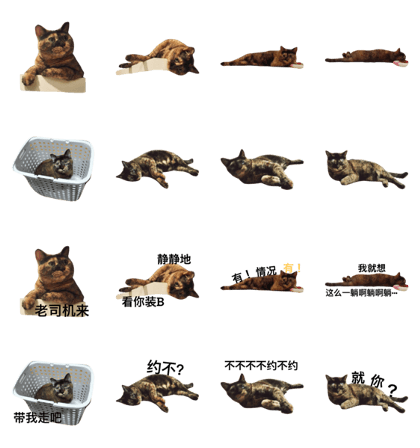 Cat Magic