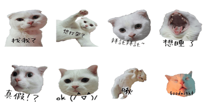 White cats family