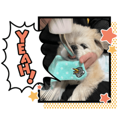 panda_20210524123920