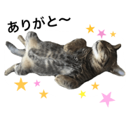 n.nyanta