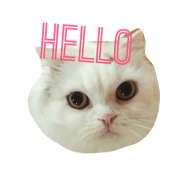 CAT stamp maro