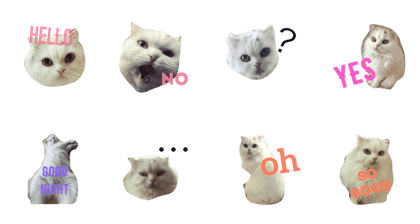 CAT stamp maro