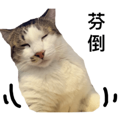 咪咪的表情全