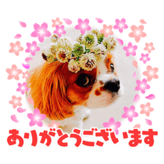 Miki_20210523193523