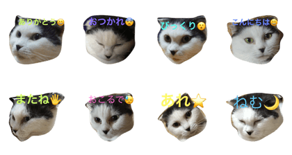 Facestampcat