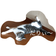 cat STAcute