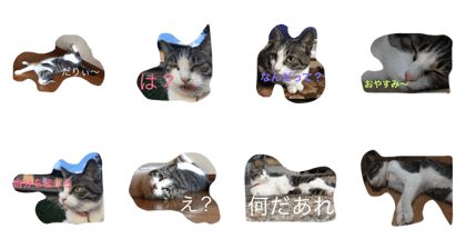 cat STAcute