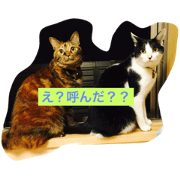 iromori
