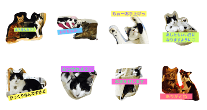 iromori