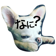chihuahua is colo