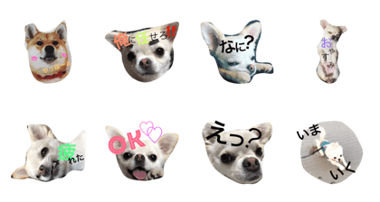 chihuahua is colo