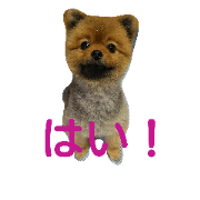 pomeranian no moco