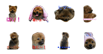 pomeranian no moco