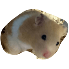 hamhamham