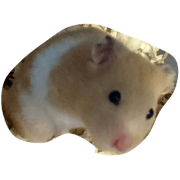hamhamham