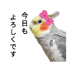 動く オカメインコ冬のスタンプセット Lineクリエイターズスタンプ Stamplist 動く オカメインコ冬のスタンプセット Lineクリエイターズスタンプ Stamplist