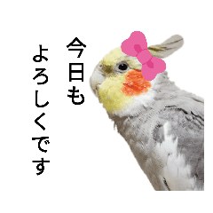 動く オカメインコ冬のスタンプセット Lineクリエイターズスタンプ Stamplist