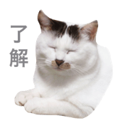 Nasty look cat