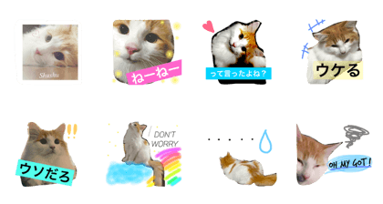 Everyday SHUSHU