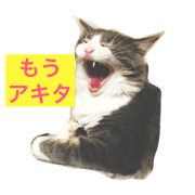Cat say a bitter words.@