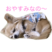 Lovely My Dog's