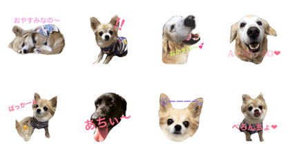 Lovely My Dog's