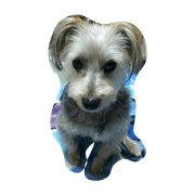 chobi dog