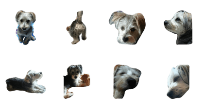 chobi dog