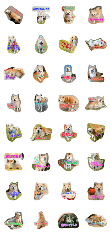 mame-shiba-bean's family