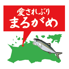 The yellowtail is in Marugame