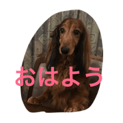 my dog11