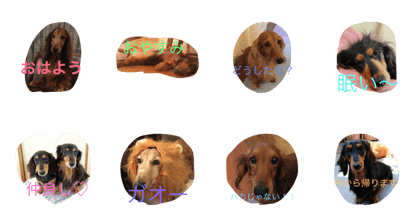 my dog11