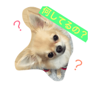 ChihuahuaKaylee