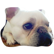 dog furennchi