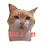 Cat, kitty,cat!!