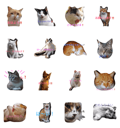 Cat, kitty,cat!!