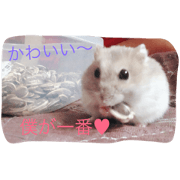 Hamusutar kawaii