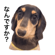jubdog