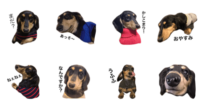 jubdog