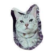 my cat ACE