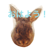 my healing rabbit