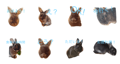 my healing rabbit