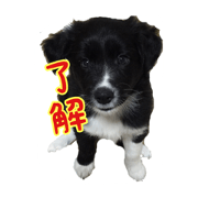 Border Collie  TENTEN