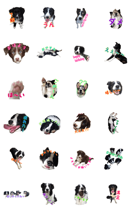 Border Collie  TENTEN