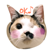 cat meme&coco