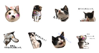 cat meme&coco